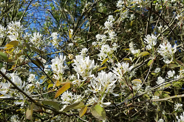 Western Serviceberry
